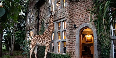 1-Day Nairobi Premier Safari Experience