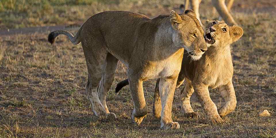 3-Day Masai Mara Safari Budget Safari 2025