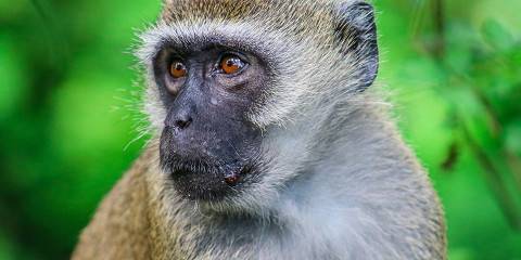 ½-Day Nairobi Epic Safari