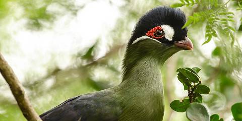 6-Day Kenyan Game Drive Safari Experience