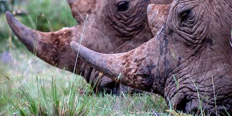 7-Day Kenya Big 5 Classic Safari