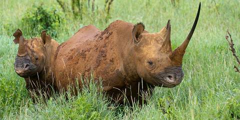 kenya safari tour