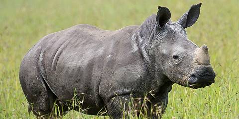 Nairobi National Park