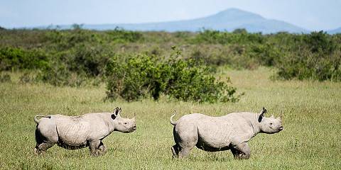 2-Day Olpejeta Conservancy Tour with a Night Game Drive