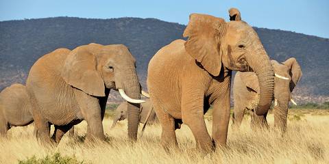 4-Day Amboseli - Tsavo West - Tsavo East Luxury Safari