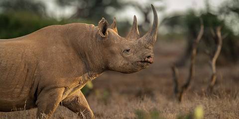 1-Day Ol Pejeta Big Five Tour & Northern Rhinos