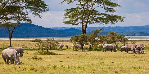 5-Day Explore Masai Mara, Nakuru & Naivasha Private