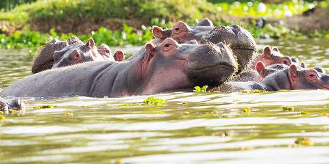 Hells Gate Safari with a Visit to Lake Naivasha