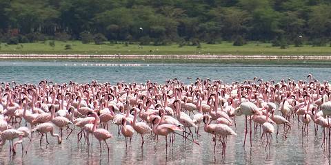 Kenya Safari Tour-Nairobi-Amboseli-Naivasha-Mara