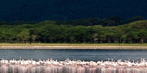 Breathtaking Wildlife Group Safari