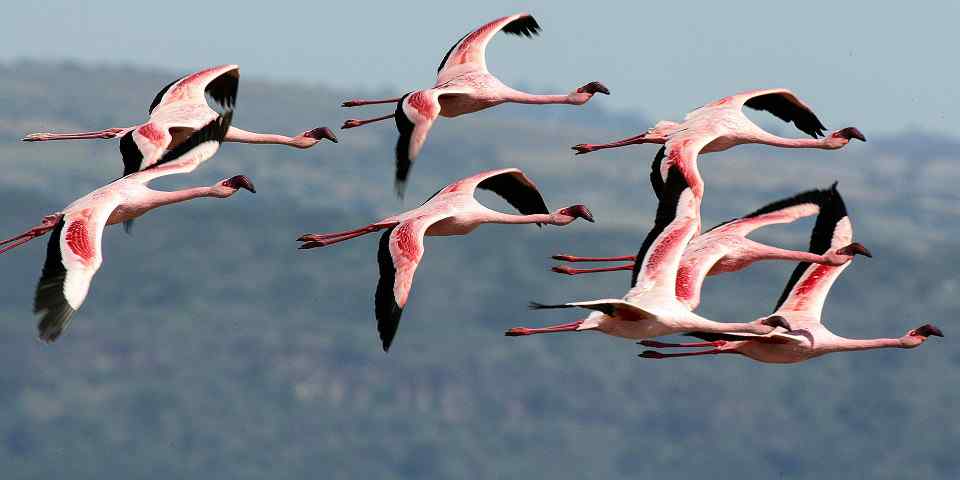 5-Day Amboseli NP, Lake Nakuru NP, Lake Naivasha