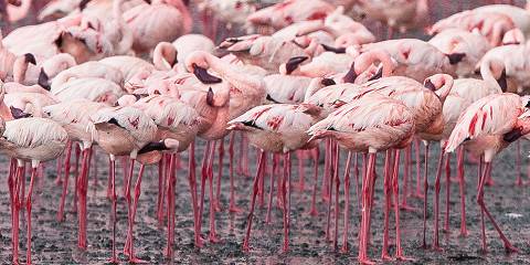 6-Day Kenya Mid Range Safari - Naivasha, Nakuru & Amboseli