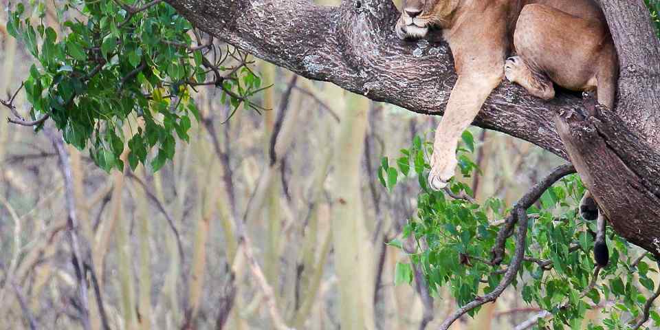 5-Day Tsavo East, Amboseli, Tsavo West & Saltlick Lodge