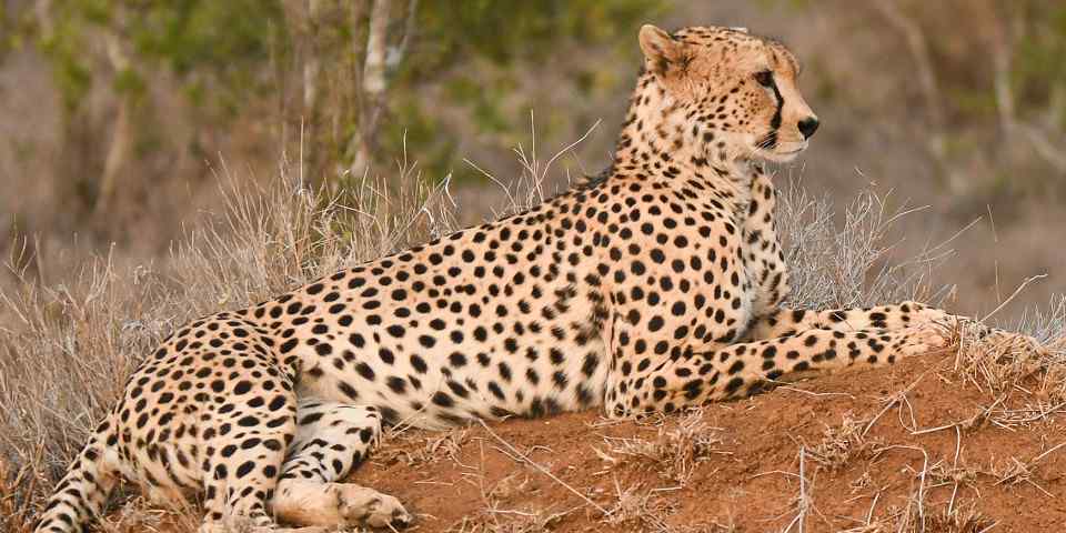 3-Day Mid-Range Samburu Safari