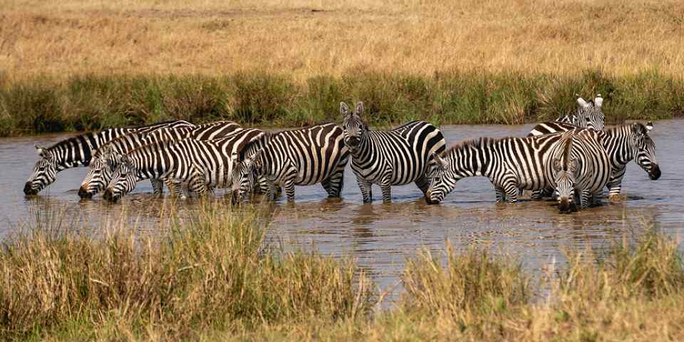 5-Day Kenya Safari; Nakuru, Maasai Mara and Naivasha