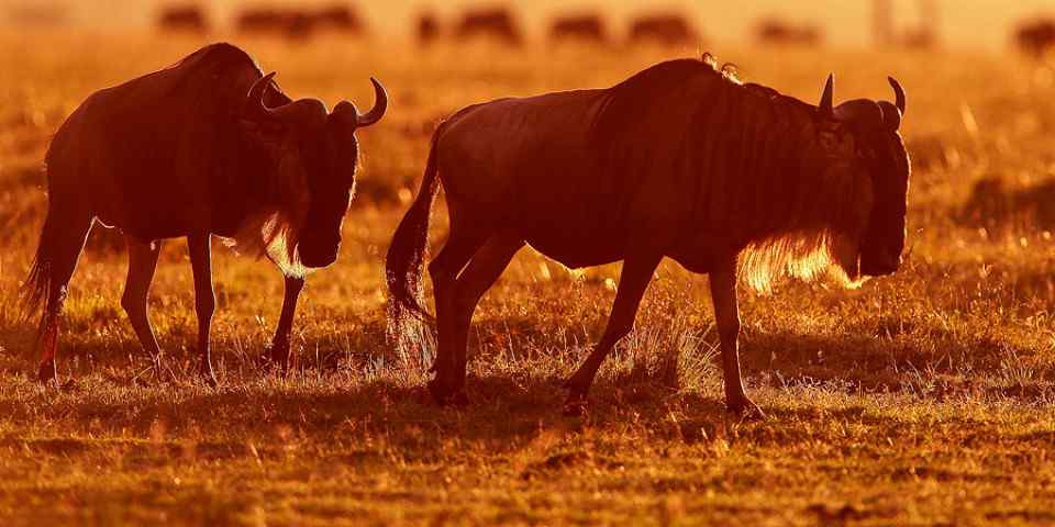 2-Day Blissful Masai Mara Budget Private Safari