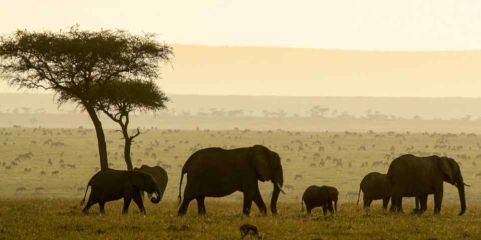 10-Day Kenya Family Safari Adventure