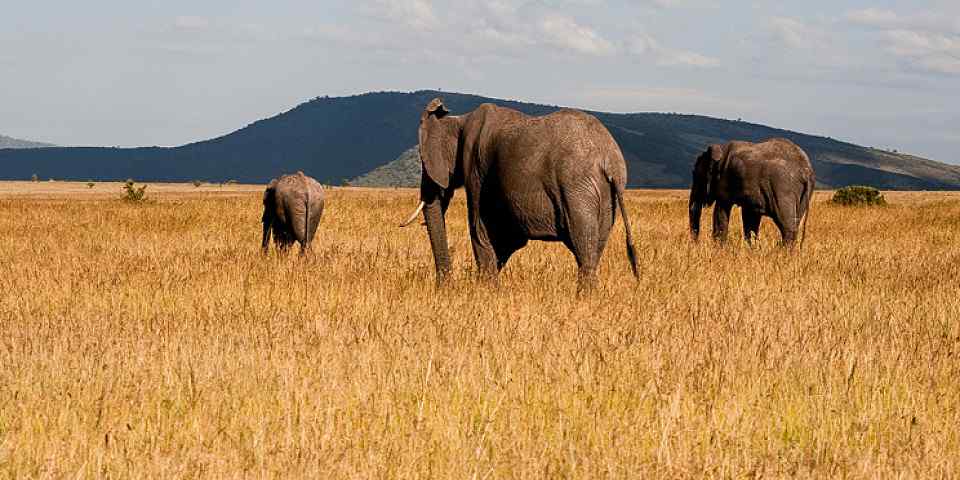 16-Day Uganda Highlights Safari