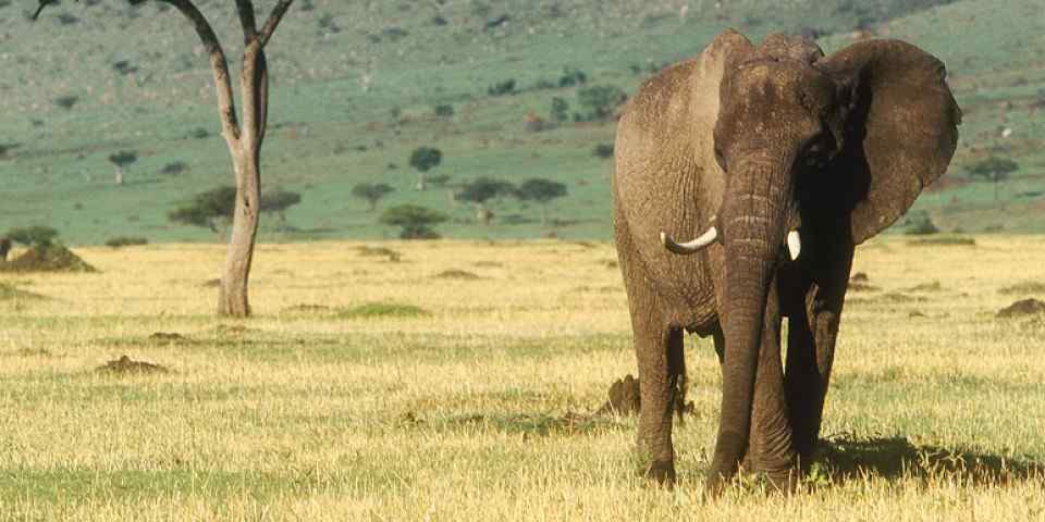 13-Day The Best of East Africa Luxury Safari Adventure