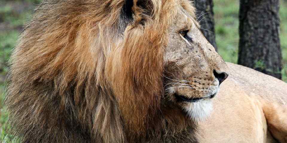 Masai Mara Map – Detailed Map of Masai Mara National Reserve