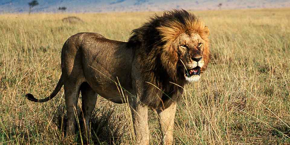 8-Day Masai Mara, Lake Naivasha, Amboseli, Tsavo Safari