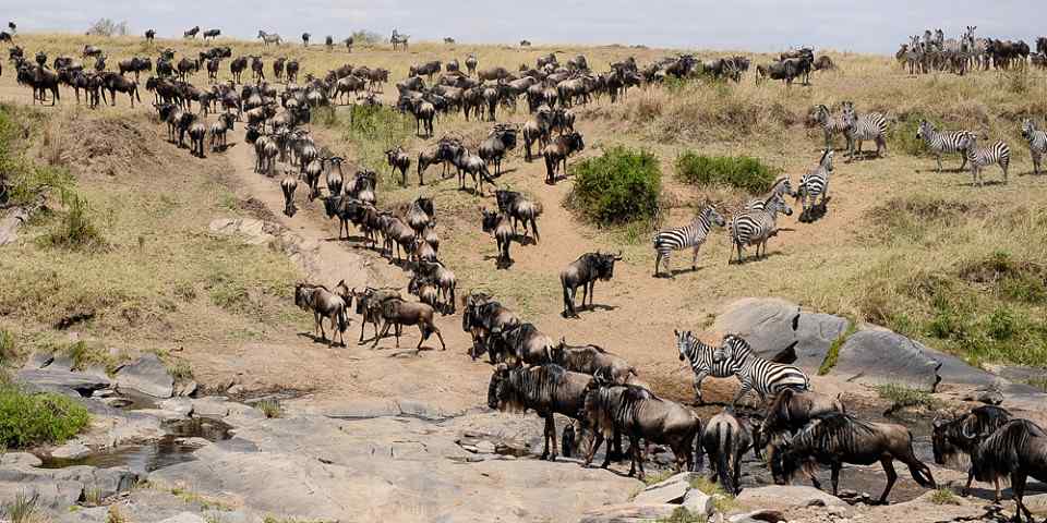 3-Day Maasai Mara Budget Safari - Landcruiser