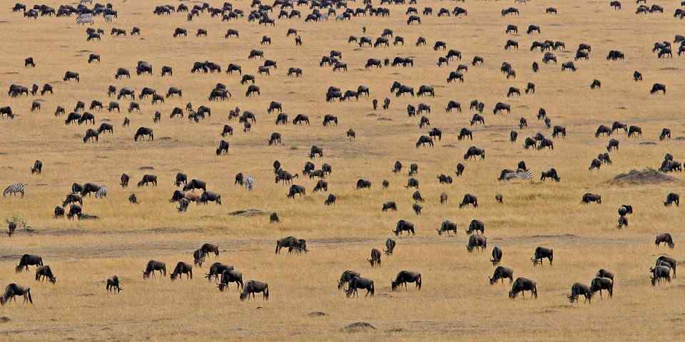 7-Day Tanzania Great Migration Safari