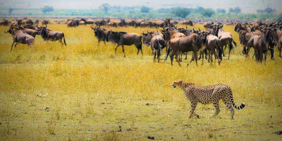 3-Day Masai Mara Magics Safari Adventure