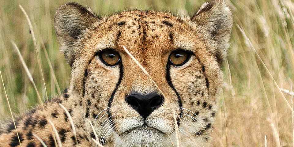 Masai Mara Map – Detailed Map of Masai Mara National Reserve