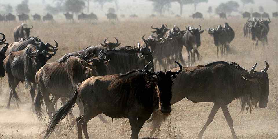 5-Day Masai Mara NR, Nakuru NP & Lake Naivasha