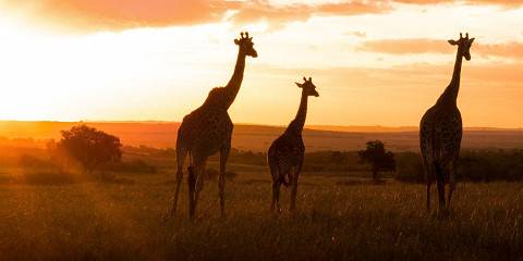 6-Day Amboseli, Lake Nakuru, Masai Mara Road Package