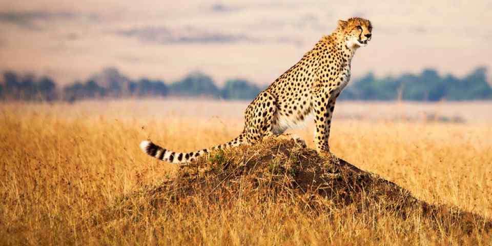 3-Day Mashariki Safari