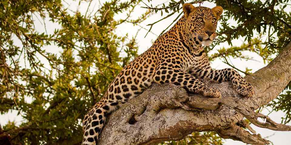 4-Day Lake Nakuru Masai Mara Big Five Safari