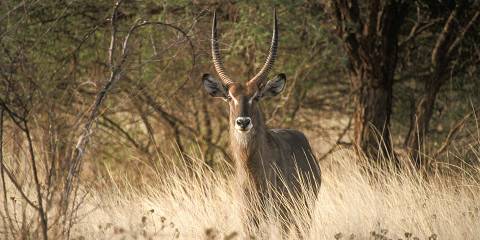 9-Day Central, Nortern & Masai Mara Safari