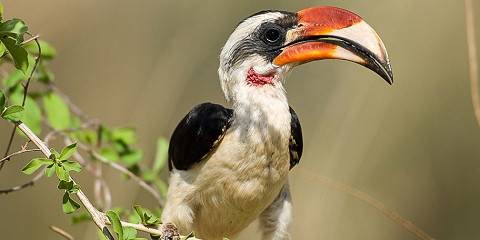 3-Day Amboseli National Park Safari Experience