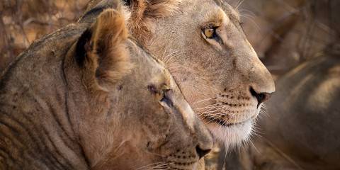 5-Day Masai Mara, Nakuru, Hells Gate Budget Group Safari