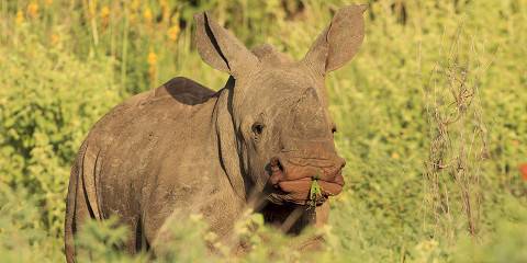 9-Day Best Wildlife Experience Tour