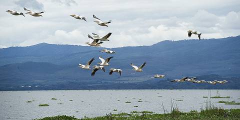 Lake Naivasha Tour