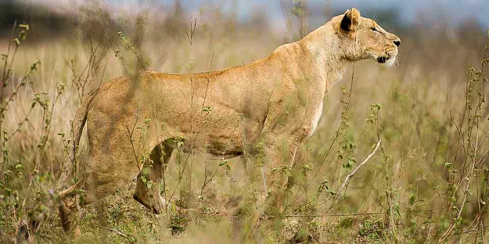 4-Day Maasai Mara Luxury Safari