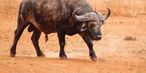 6-Day Majestic Kenyan Wild Exploration