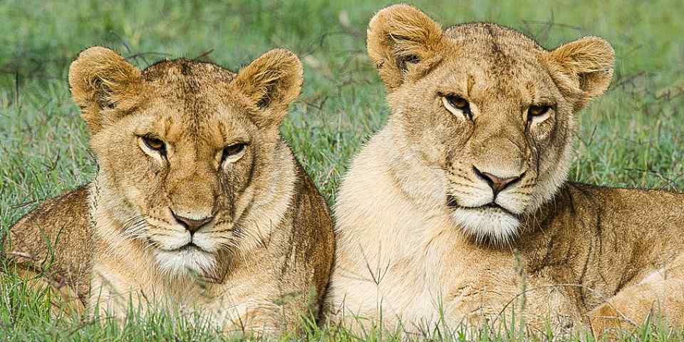 3-Day 02 Nights Road Package to Maasai Mara