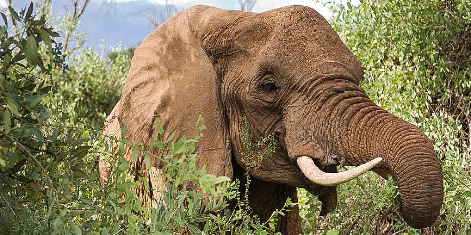 5-Day Samburu, Ol Pejeta and Aberdare Safari