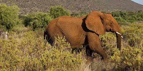 4-Day Amboseli & Tsavo East Mid Range Safari