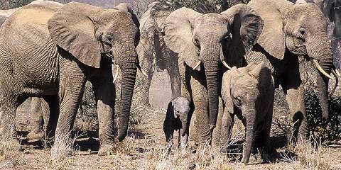 7-Day Exceptional Kenya Big5 Safari