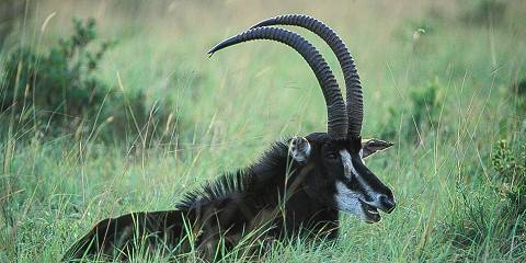 6-Day Shimba Hills National Reserve & Lamu Island