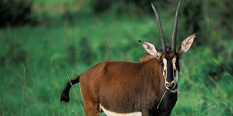 3-Day Shimba Hills Experience and Tsavo Safari