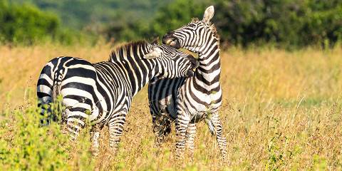 4-Day Masai Mara Lake Nakuru Group Joining Budget Safari