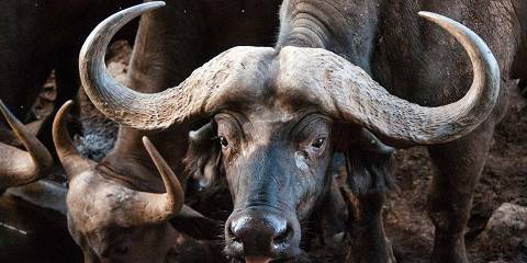 8-Day Kenya and Tanzania Budget Tour 2025