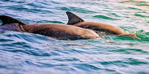 6-Day Safari Experience Across Kenya & Tanzania