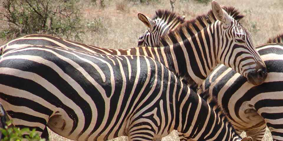 10-Day From Kenya to Tanzania (with Love) - Luxury